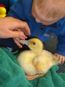 Ryan gently touching a duckling